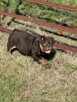 Full suit chocolate, a female English Bulldog for sale in Greensboro, NC – Photo 5 of 5