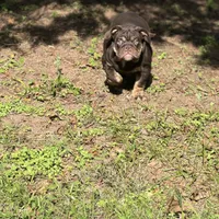 Full suit chocolate, a female English Bulldog for sale in Greensboro, NC – Photo 4 of 5