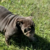 Full suit chocolate, a female English Bulldog for sale in Greensboro, NC – Photo 2 of 5