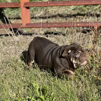 Full suit chocolate, a female English Bulldog for sale in Greensboro, NC – Photo 3 of 5