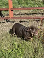 Full suit chocolate, a female English Bulldog for sale in Greensboro, NC – Photo 3 of 5