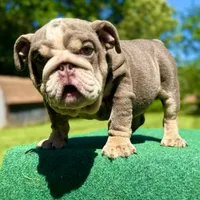 Sunny, a male English Bulldog for sale in Greensboro, NC – Photo 2 of 8