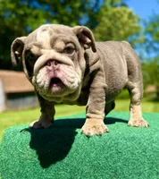 Sunny, a male English Bulldog for sale in Greensboro, NC – Photo 2 of 8