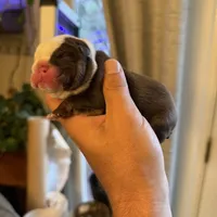 Sunny, a male English Bulldog for sale in Greensboro, NC – Photo 7 of 8