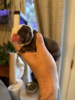 Sunny, a male English Bulldog for sale in Greensboro, NC – Photo 7 of 8