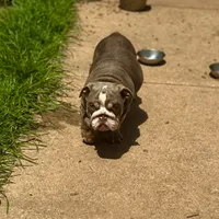 Sunny, a male English Bulldog for sale in Greensboro, NC – Photo 6 of 8