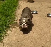 Sunny, a male English Bulldog for sale in Greensboro, NC – Photo 6 of 8
