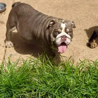 Sunny, a male English Bulldog for sale in Greensboro, NC – Photo 1 of 8