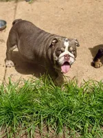 Sunny, a male English Bulldog for sale in Greensboro, NC – Photo 1 of 8