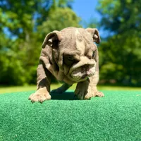 Sunny, a male English Bulldog for sale in Greensboro, NC – Photo 5 of 8