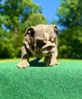 Sunny, a male English Bulldog for sale in Greensboro, NC – Photo 5 of 8
