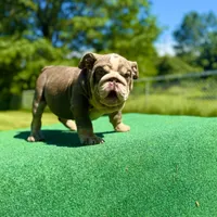Sunny, a male English Bulldog for sale in Greensboro, NC – Photo 4 of 8