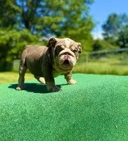Sunny, a male English Bulldog for sale in Greensboro, NC – Photo 4 of 8