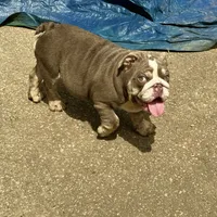 Sunny, a male English Bulldog for sale in Greensboro, NC – Photo 8 of 8