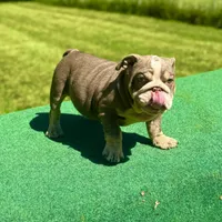 Sunny, a male English Bulldog for sale in Greensboro, NC – Photo 3 of 8