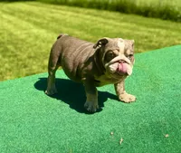 Sunny, a male English Bulldog for sale in Greensboro, NC – Photo 3 of 8