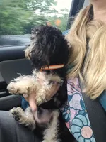 Ricky, a male Poodle - Toy  for sale in Hendersonville, NC – 4 of 5