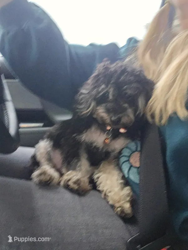Ricky – Poodle - Toy  puppy for sale in Hendersonville, NC