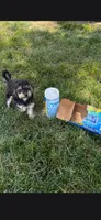 Ricky, a male Poodle - Toy  for sale in Hendersonville, NC – 5 of 5