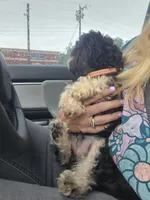 Ricky, a male Poodle - Toy  for sale in Hendersonville, NC – 3 of 5