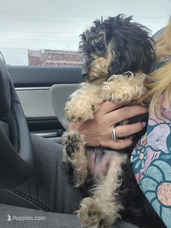 Ricky – Poodle - Toy  puppy for sale in Hendersonville, NC