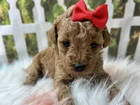 Ophelia , a female Poodle - Toy  for sale in Lead Hill, AR – 5 of 6