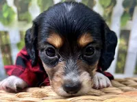 Miller, a male Miniature Dachshund for sale in Lead Hill, AR – 1 of 7