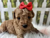 Ophelia , a female Poodle - Toy  for sale in Lead Hill, AR – 3 of 6