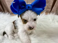 Rosie Lee, a female Yorkipoo for sale in Lead Hill, AR – 2 of 7