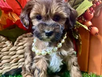 Taylor, a female Shihpoo for sale in Lead Hill, AR – 8 of 9