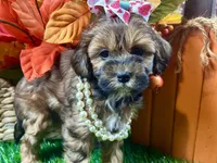 Taylor, a female Shihpoo for sale in Lead Hill, AR – 3 of 9