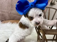 Rosie Lee, a female Yorkipoo for sale in Lead Hill, AR – 7 of 7