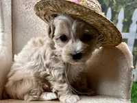 Poppy, a female Maltipoo for sale in Lead Hill, AR – 2 of 6