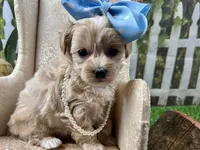 Poppy, a female Maltipoo for sale in Lead Hill, AR – 3 of 6