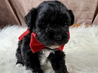 Rowdy, a male Yorkipoo for sale in Lead Hill, AR – 2 of 5