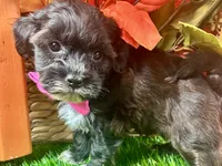 Teddy, a male Shihpoo for sale in Lead Hill, AR – 4 of 8