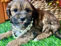 Taylor, a female Shihpoo for sale in Lead Hill, AR – 2 of 9