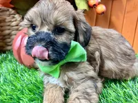 Theo, a male Shihpoo for sale in Lead Hill, AR – 2 of 8