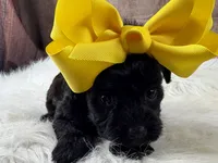 Remi, a female Yorkipoo for sale in Lead Hill, AR – 3 of 6
