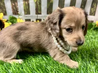 Nora, a female Miniature Dachshund for sale in Lead Hill, AR – 5 of 8