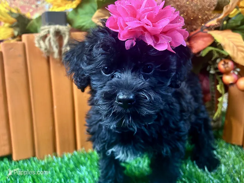 Remi – Yorkipoo puppy for sale in Lead Hill, AR
