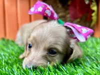 Sunny, a female Miniature Dachshund for sale in Lead Hill, AR – 4 of 5