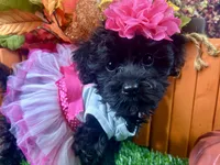 Remi, a female Yorkipoo for sale in Lead Hill, AR – 4 of 6