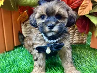 Tilly, a female Shihpoo for sale in Lead Hill, AR – 5 of 9