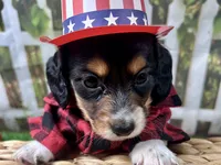 Miller, a male Miniature Dachshund for sale in Lead Hill, AR – 6 of 7