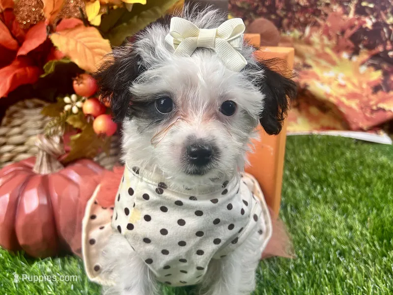 Ruby Kate – Yorkipoo puppy for sale in Lead Hill, AR