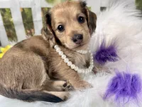 Nora, a female Miniature Dachshund for sale in Lead Hill, AR – 4 of 8