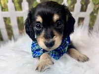 Nixon, a male Miniature Dachshund for sale in Lead Hill, AR – 2 of 7