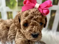 Olive, a female Poodle - Toy  for sale in Lead Hill, AR – 2 of 6