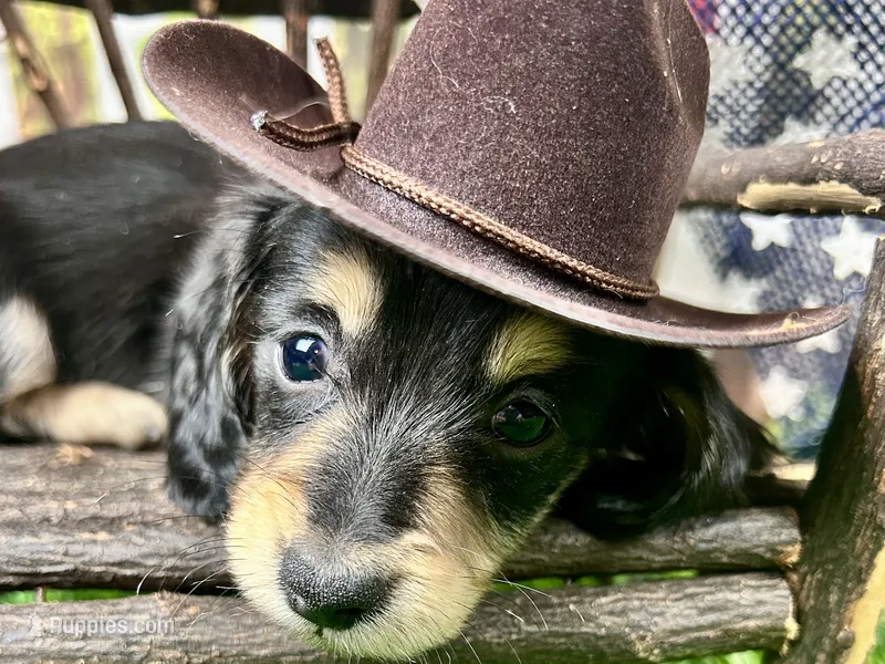 Nixon – Miniature Dachshund puppy for sale in Lead Hill, AR